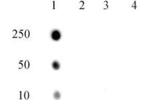 RNA Pol II CTD phospho Thr4 pAb tested by dot blot analysis. (Rpb1 CTD 抗体  (pThr4))