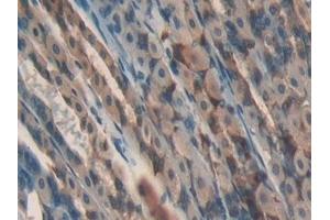 Detection of GPX4 in Mouse Stomach Tissue using Polyclonal Antibody to Glutathione Peroxidase 4 (GPX4) (GPX4 抗体  (AA 74-197))