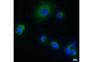 Immunofluorescence staining of MCF-7 cells with ABIN7166116 at 1:50, counter-stained with DAPI. (Shisa9 抗体  (AA 171-424))