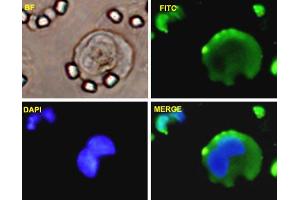Immunofluorescence (IF) image for anti-Vimentin (VIM) (AA 41-140) antibody (ABIN563373)