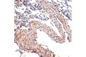 Immunohistochemistry of paraffin-embedded mouse lung using Caveolin-3 Rabbit mAb (ABIN7266157) at dilution of 1:100 (40x lens). (Caveolin 3 抗体)