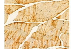 ABIN7094230 and ABIN7098277 at 1/100 staining Mouse muscle tissue by IHC-P. (FERMT1 抗体  (Internal Region))