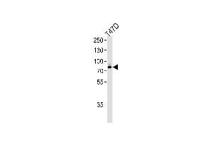 Western blot analysis of lysate from T47D cell line,using EXT2 Antibody (Center) (ABIN653350 and ABIN2842830).
