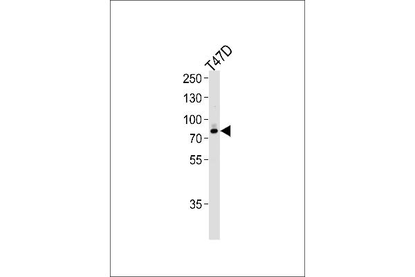 EXT2 抗体  (AA 182-209)