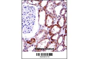 CD70 Antibody immunohistochemistry analysis in formalin fixed and paraffin embedded human kidney tissue followed by peroxidase conjugation of the secondary antibody and DAB staining. (CD70 抗体  (AA 72-101))