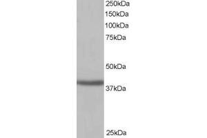 ABIN185191 (1µg/ml) staining of Human Kidney lysate (35µg protein in RIPA buffer). (SIRT4 抗体  (C-Term))
