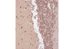 Immunohistochemical analysis of C on paraffin-embedded Human cerebellum tissue. (ELAVL2 抗体  (AA 156-184))