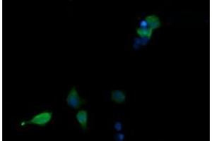 Image no. 4 for anti-Mitogen-Activated Protein Kinase 13 (MAPK13) antibody (ABIN1499952) (MAPK13 抗体)