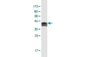 Western Blot detection against Immunogen (36. (FOXM1 抗体  (AA 702-801))