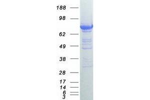 Western Blotting (WB) image for P450 (Cytochrome) Oxidoreductase (POR) protein (Myc-DYKDDDDK Tag) (ABIN2712813)