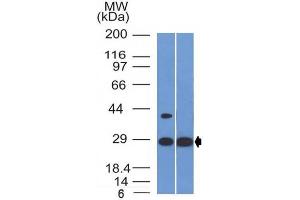 Western Blot of human Heart and HepG2 cell lysate using Erythropoietin Mouse Monoclonal Antibody (EPO/1368). (EPO 抗体  (AA 28-162))