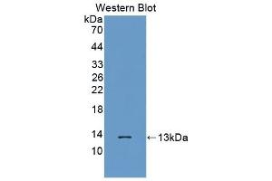 Detection of Recombinant MTNR1A, Human using Polyclonal Antibody to Melatonin Receptor 1A (MTNR1A) (Melatonin Receptor 1A 抗体  (AA 296-350))