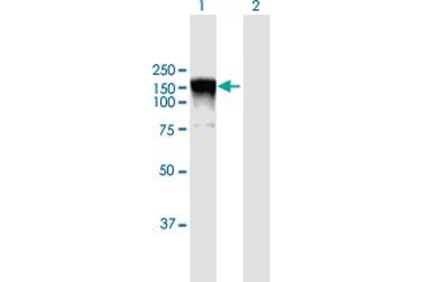 RALGDS Antikörper  (AA 1-902)