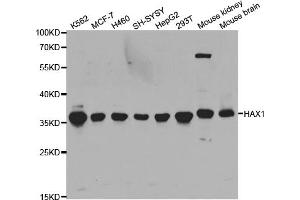 Western blot analysis of extracts of various cell lines, using HAX1 antibody (ABIN5973233) at 1/1000 dilution. (HAX1 抗体)