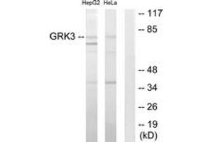 Western blot analysis of extracts from HepG2/HeLa cells, using GRK3 Antibody. (ADRBK2 抗体  (AA 361-410))