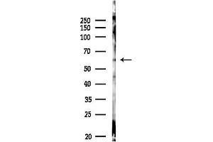 Western blot analysis of lysates from RAW264.