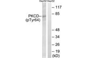 Western blot analysis of extracts from HepG2 cells treated with PMA 125ng/ml 30', using PKCD (Phospho-Tyr64) Antibody. (PKC delta 抗体  (pTyr64))