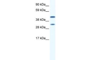 Western Blotting (WB) image for anti-Gap Junction Protein, alpha 1, 43kDa (GJA1) antibody (ABIN2461382) (Connexin 43/GJA1 抗体)