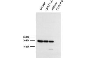 dilution: 1 : 1000 (ECL), sample: mouse retina extract (Complexin 4 抗体)