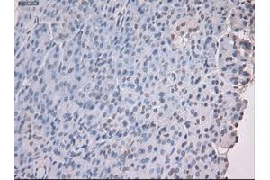 Immunohistochemical staining of paraffin-embedded kidney using anti-Nog (ABIN2452676) mouse monoclonal antibody. (NOG 抗体  (AA 28-232))
