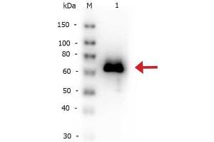 Western Blot of Rabbit anti-Glucose Oxidase antibody Biotin Conjugated. (Glucose Oxidase 抗体  (Biotin))