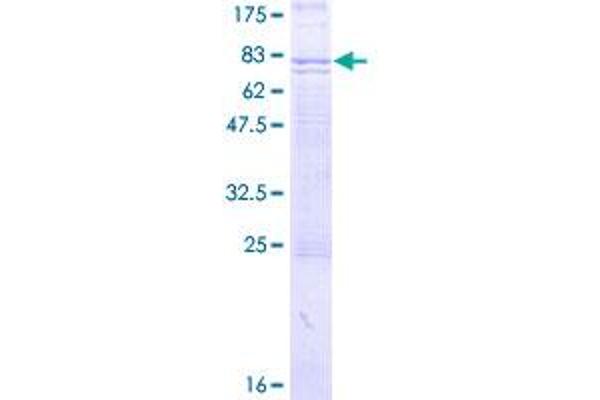 FZD5 Protein (AA 1-585) (GST tag)