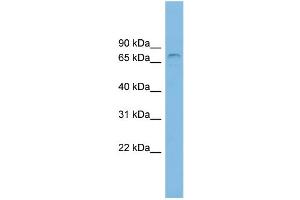 WB Suggested Anti-ZNF816A Antibody Titration: 0. (Zinc Finger Protein 816A (ZNF816A) (N-Term) 抗体)
