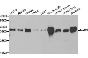 Western blot analysis of extracts of various cell lines, using NAPG antibody. (NAPG 抗体  (AA 1-312))