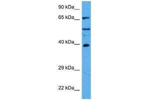 Host:  Rabbit  Target Name:  HDAC2  Sample Tissue:  Mouse Pancreas  Antibody Dilution:  1ug/ml (HDAC2 抗体  (C-Term))