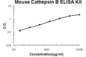 Mouse Cathepsin B PicoKine ELISA Kit standard curve (Cathepsin B ELISA 试剂盒)