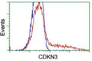 HEK293T cells transfected with either RC213080 overexpress plasmid (Red) or empty vector control plasmid (Blue) were immunostained by anti-CDKN3 antibody (ABIN2455054), and then analyzed by flow cytometry. (CDKN3 抗体)