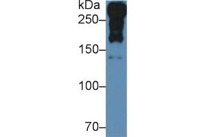 Rabbit Detection antibody from the kit in WB with Positive Control: Sample Rat Serum. (Laminin alpha 1 ELISA 试剂盒)