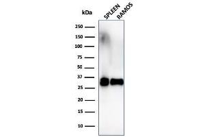 Western Blot Analysis of Ramos cells and human spleen tissue lysate using HLA-DR Monoclonal Antibody (SPM289). (HLA-DR 抗体)