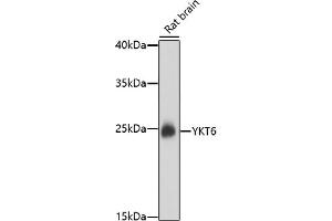 Western blot analysis of extracts of rat brain, using YKT6 antibody (ABIN7271423) at 1:1000 dilution. (YKT6 抗体)