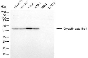 Western blotting analysis using crystallin zeta like 1 antibody (ABIN7798170). (CRYZL1 抗体)