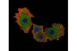 Fluorescent confocal image of MCF-7 cell stained with SMAD9 antibody at 1:25. (SMAD9 抗体  (AA 200-228))