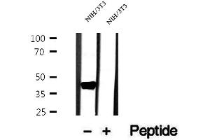 Western blot analysis of extracts of NIH/3T3 cells, using OXA1L antibody. (OXA1L 抗体  (C-Term))