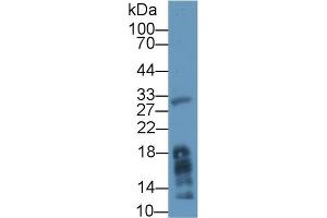 Western blot analysis of Mouse Liver lysate, using Human MGL Antibody (1 µg/ml) and HRP-conjugated Goat Anti-Rabbit antibody ( (MGLL 抗体  (AA 1-303))