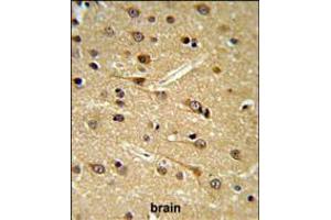 DPP10 Antibody IHC analysis in formalin fixed and paraffin embedded brain tissue followed by peroxidase conjugation of the secondary antibody and DAB staining. (DPP10 抗体  (AA 150-177))
