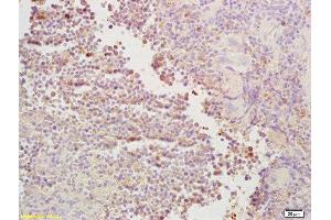 Formalin-fixed and paraffin embedded mouse spleen labeled with Rabbit Anti CDC40 Polyclonal Antibody, Unconjugated  at 1:200 followed by conjugation to the secondary antibody and DAB staining (CDC40 抗体  (AA 481-579))