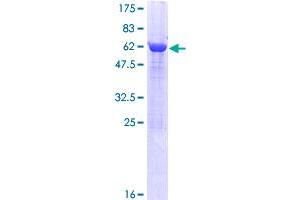 PTGR2 Protein (AA 1-351) (GST tag)