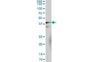 LUC7L monoclonal antibody (M05), clone 2D10 Western Blot analysis of LUC7L expression in IMR-32 .