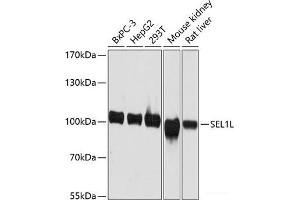 Western blot analysis of extracts of various cell lines using SEL1L Polyclonal Antibody at dilution of 1:3000. (SEL1L 抗体)