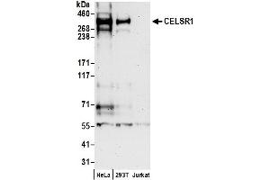 Western Blotting (WB) image for anti-Cadherin EGF LAG Seven Pass G-Type Receptor 1 (CELSR1) (AA 2964-3014) antibody (ABIN7449698)