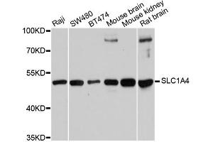 Western blot analysis of extracts of various cell lines, using SLC1A4 antibody (ABIN6292419) at 1:1000 dilution. (SLC1A4 抗体)