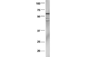 Mouse stomach lysates probed with Anti-pan-Cytokeratin Polyclonal Antibody, Unconjugated  at 1:5000 90min in 37˚C. (Cytokeratin 1 抗体  (AA 101-200))