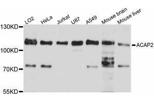Western blot analysis of extracts of various cell lines, using ACAP2 antibody. (Centaurin beta 2 抗体)
