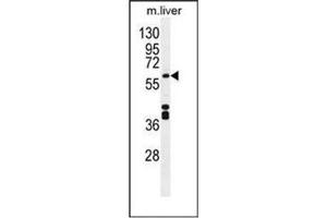 Western blot analysis of CYP1A2 Antibody (Center) in Mouse liver tissue lysates (35ug/lane). (CYP1A2 抗体  (Middle Region))