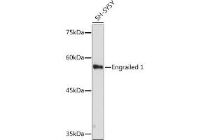 Western blot analysis of extracts of SH-SY5Y cells, using Engrailed 1 Rabbit mAb (ABIN7266949) at 1:1000 dilution. (EN1 抗体)