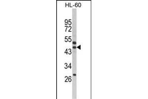 Western blot analysis of SERPINB7 Antibody (Center) (ABIN652538 and ABIN2842363) in HL-60 cell line lysates (35 μg/lane). (SERPINB7 抗体  (AA 108-137))